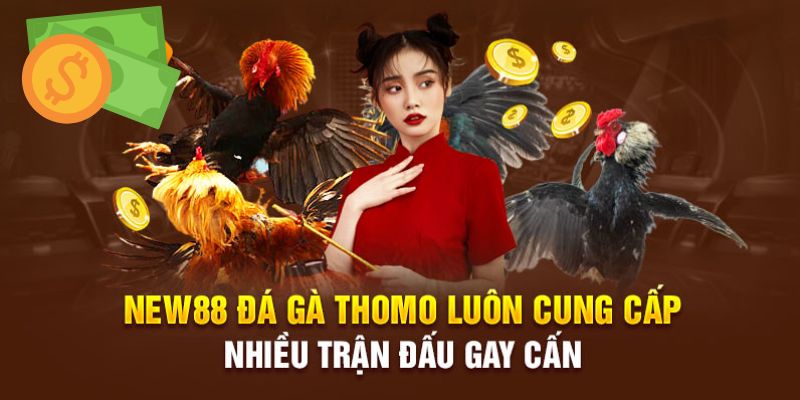 Đá gà new88 luôn nhận được đông đảo số lượng người tham gia